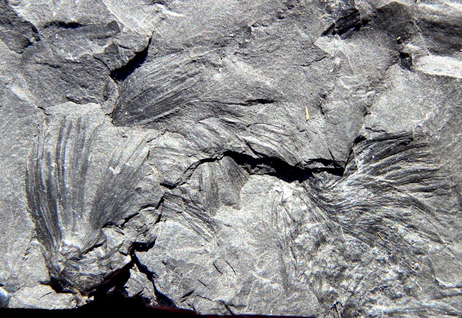 Asterophyllites equisetiformis
